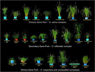 Back to the Wild: On a Quest for Donors Toward Salinity Tolerant Rice